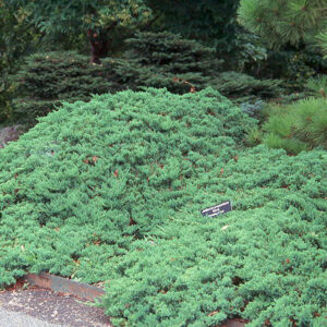 images - Pistoia Verde