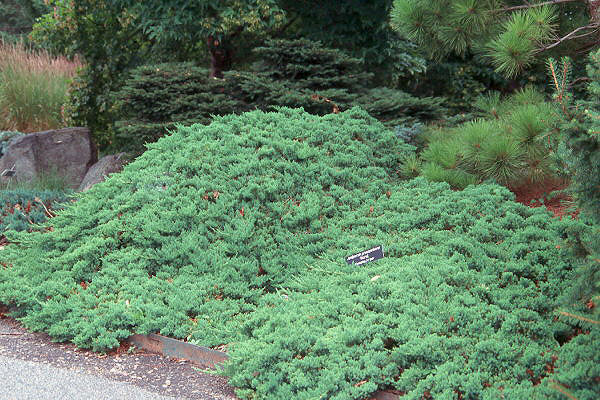 images - Pistoia Verde