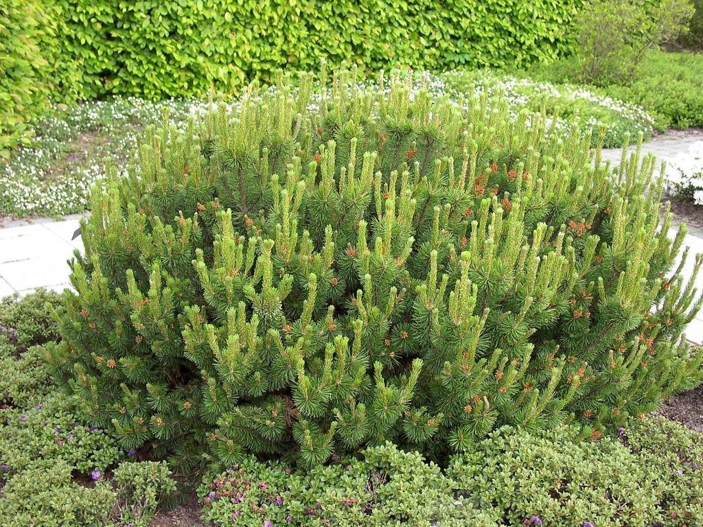 images - Pistoia Verde