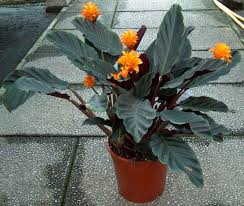 images - Pistoia Verde