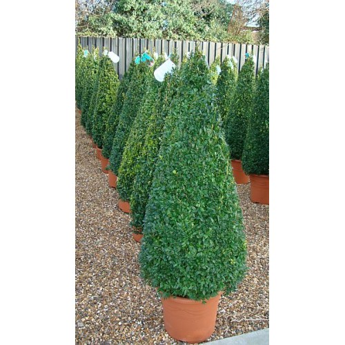 images - Pistoia Verde