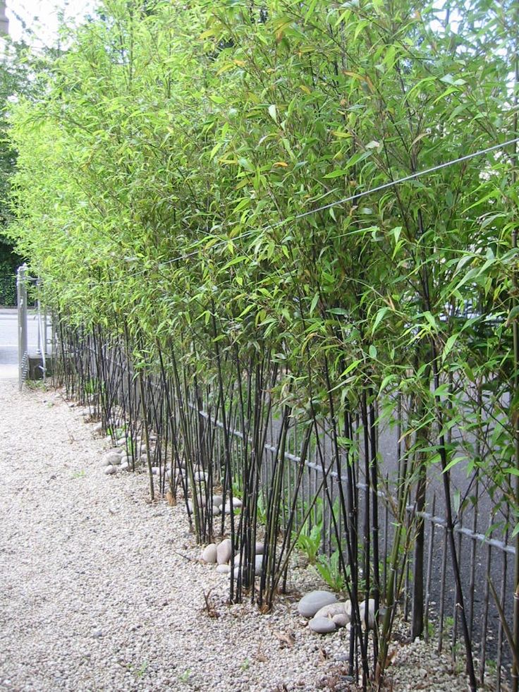 images - Pistoia Verde
