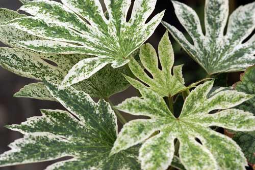 images - Pistoia Verde