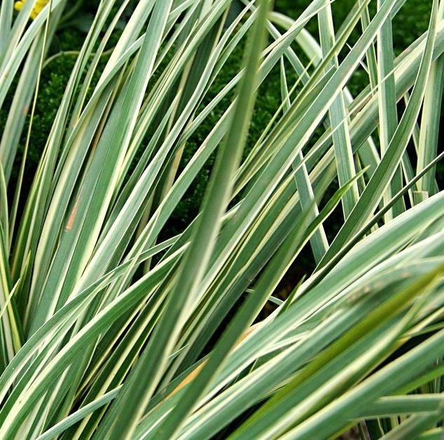 images - Pistoia Verde