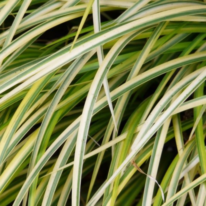 images - Pistoia Verde