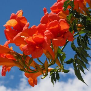 images - Pistoia Verde