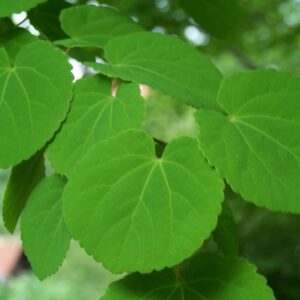 images - Pistoia Verde