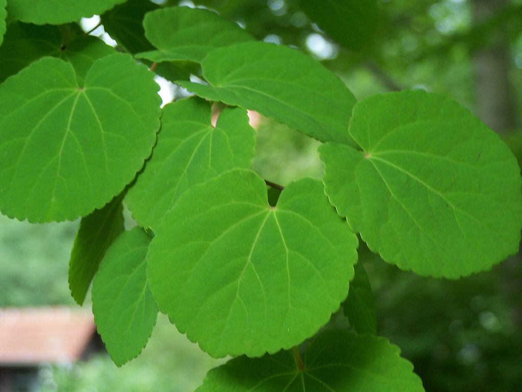 images - Pistoia Verde