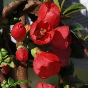 images - Pistoia Verde