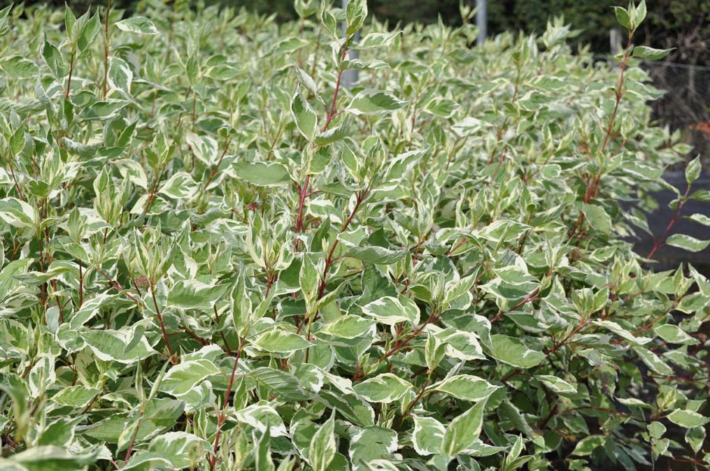 images - Pistoia Verde
