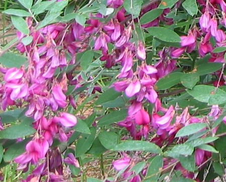 images - Pistoia Verde