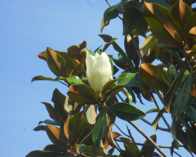 images - Pistoia Verde