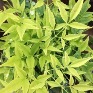 images - Pistoia Verde