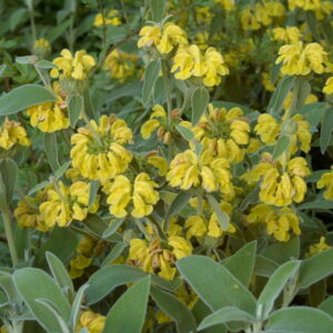images - Pistoia Verde
