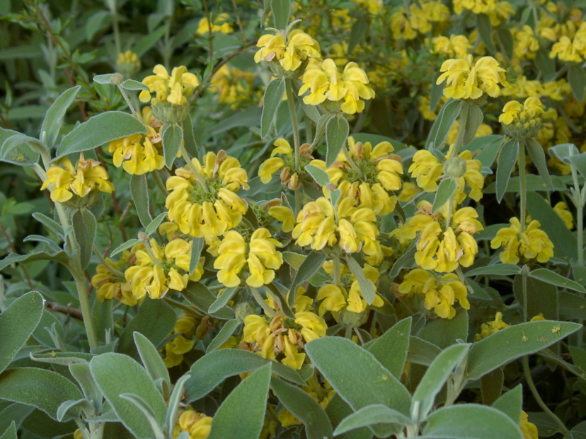 images - Pistoia Verde