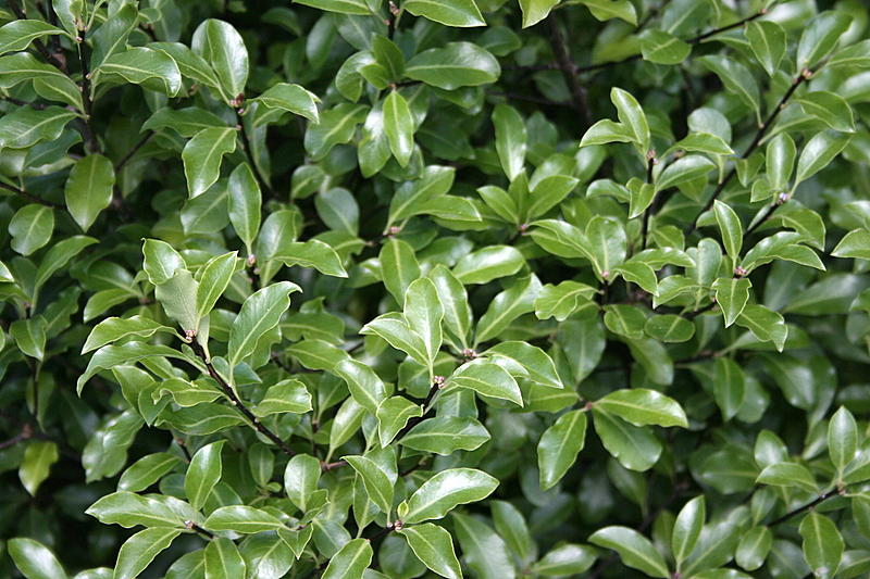 images - Pistoia Verde