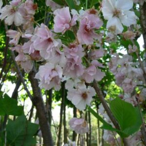 images - Pistoia Verde