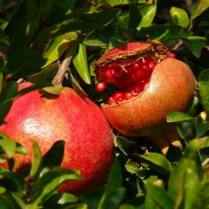 images - Pistoia Verde