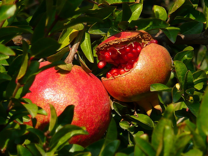 images - Pistoia Verde