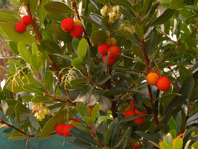 images - Pistoia Verde