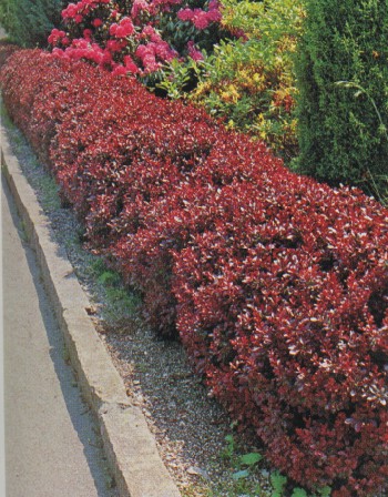 images - Pistoia Verde