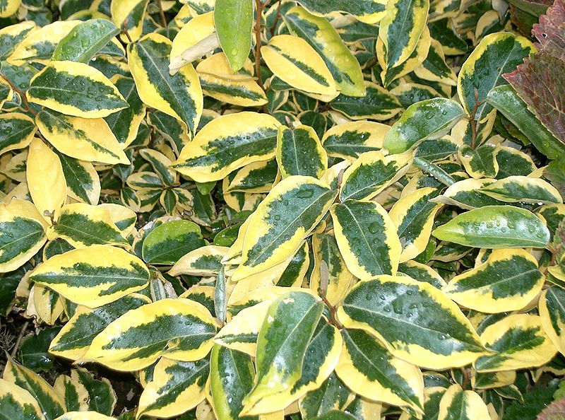 images - Pistoia Verde