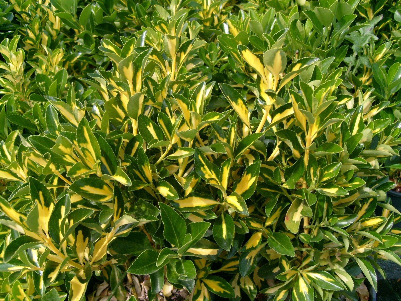 images - Pistoia Verde