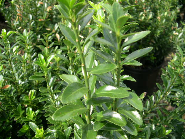 images - Pistoia Verde