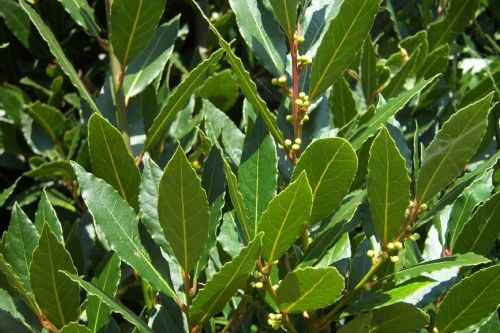 images - Pistoia Verde
