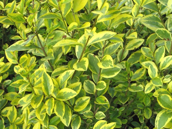 images - Pistoia Verde
