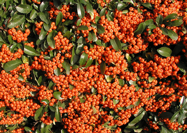 images - Pistoia Verde