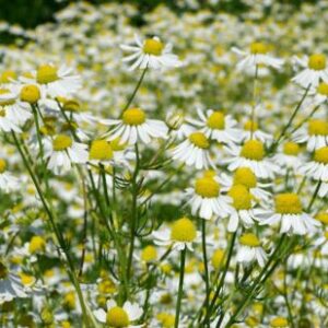images - Pistoia Verde