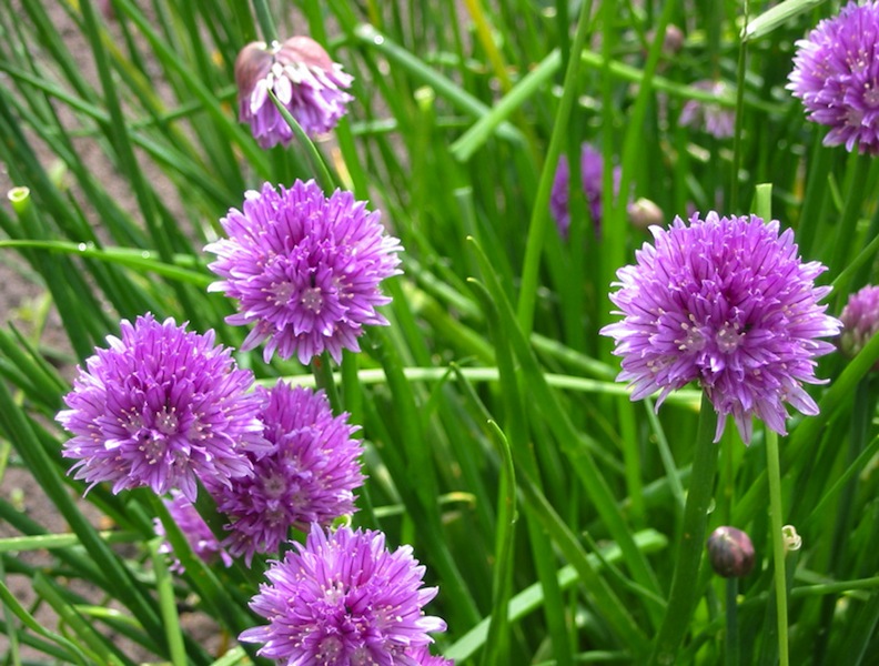 images - Pistoia Verde
