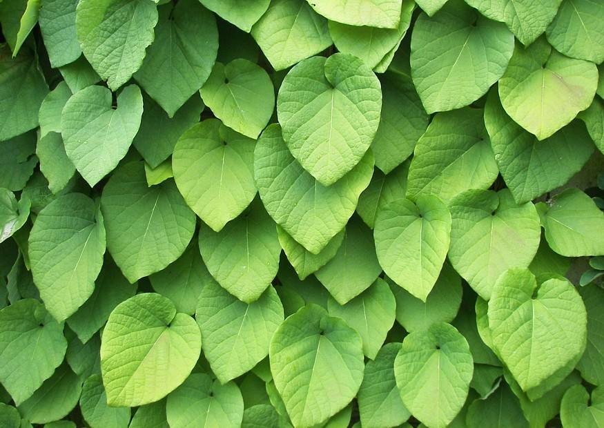images - Pistoia Verde
