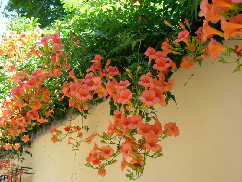 images - Pistoia Verde