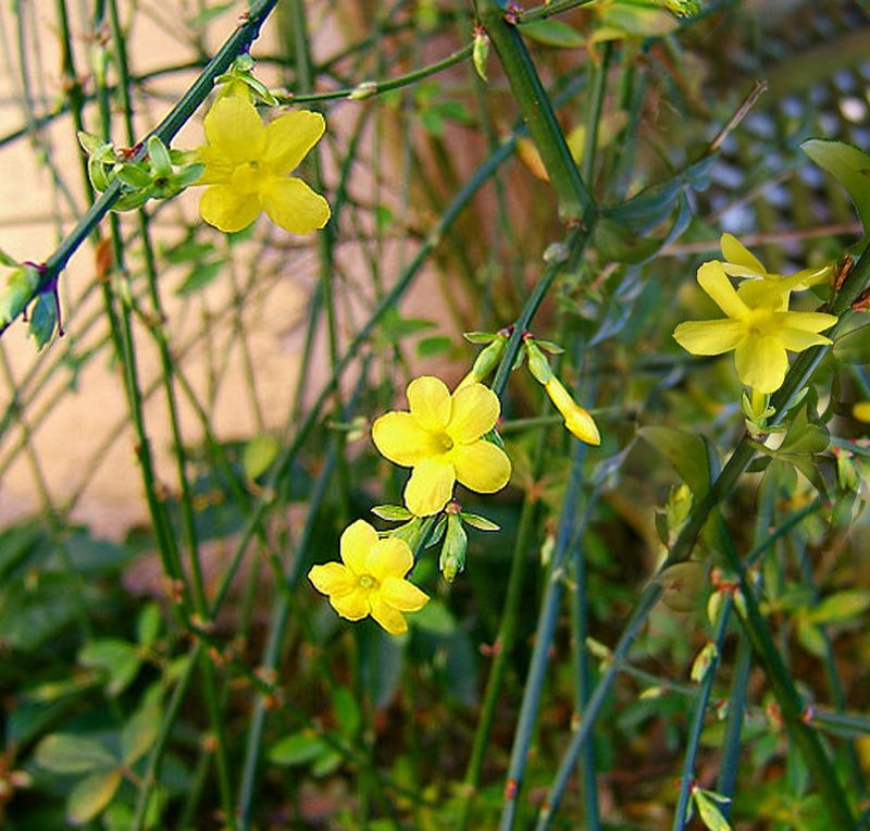 images - Pistoia Verde