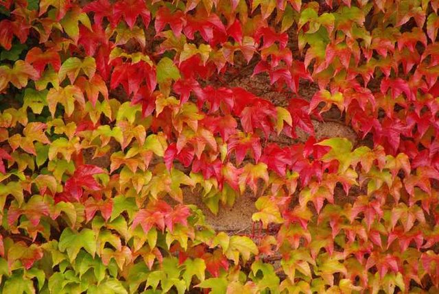 images - Pistoia Verde