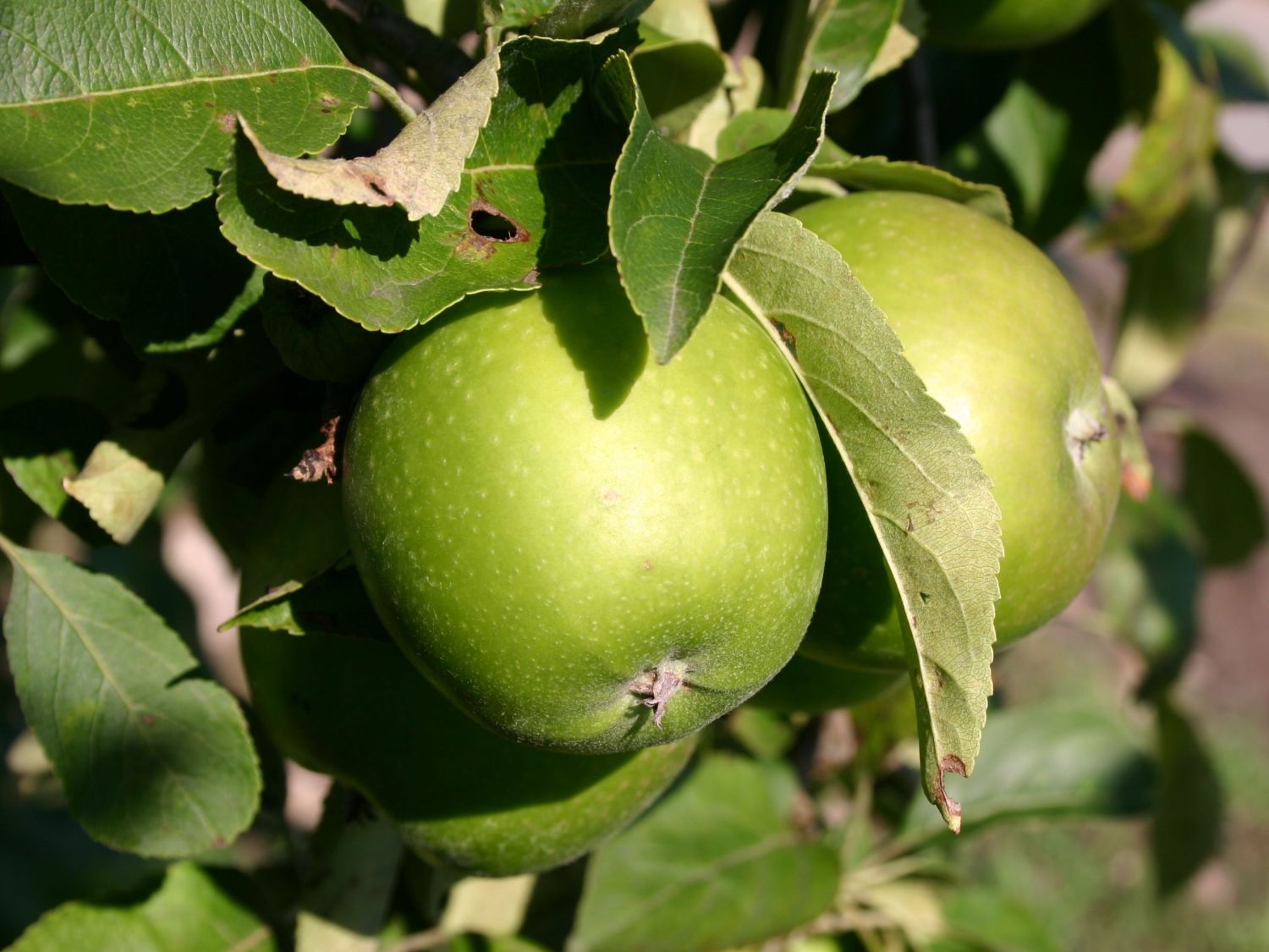 images - Pistoia Verde