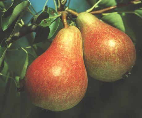 images - Pistoia Verde