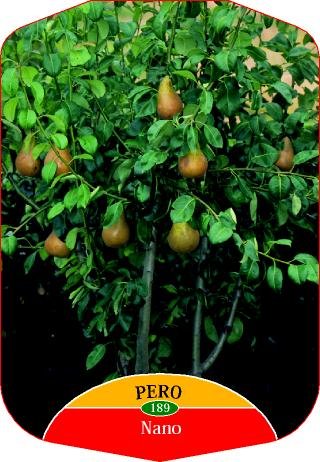 images - Pistoia Verde