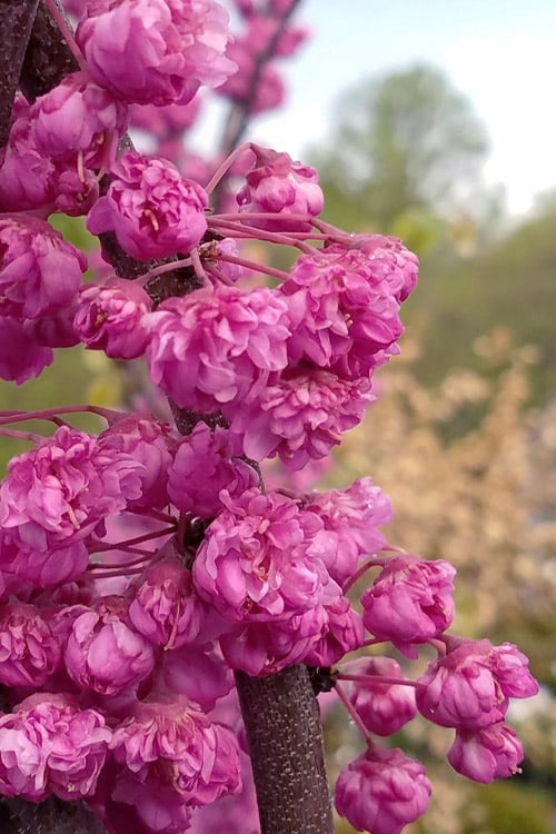 cercis-canadensis-pink-pom-pom-redbud-tree-4 - Pistoia Verde