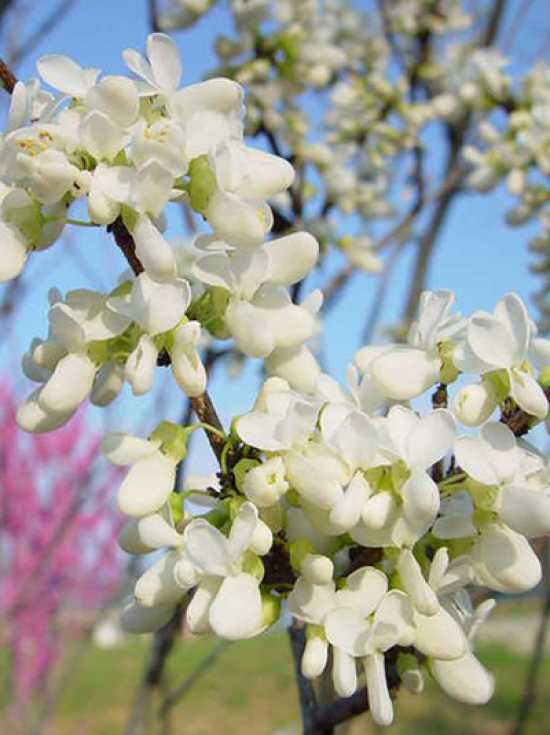 chinensis Shirobana - Pistoia Verde