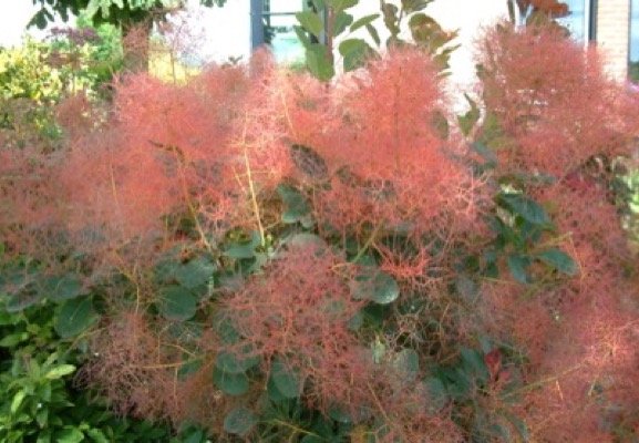 coggygria Red Spirit ® 'Firstpur' + f. - Pistoia Verde