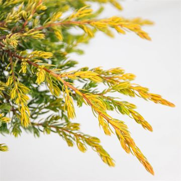 communis Goldschatz (Golden Repanda) - Pistoia Verde