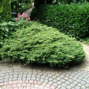 communis Repanda - Pistoia Verde