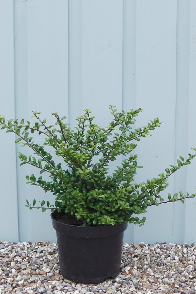 crenata Green Hedge (cespuglio) → - Pistoia Verde
