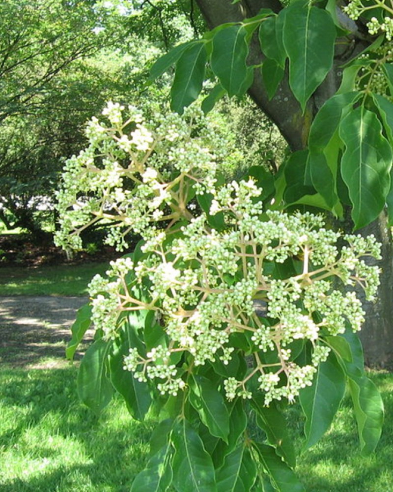 daniellii syn. Evodia daniellii (albero del miele) - Pistoia Verde