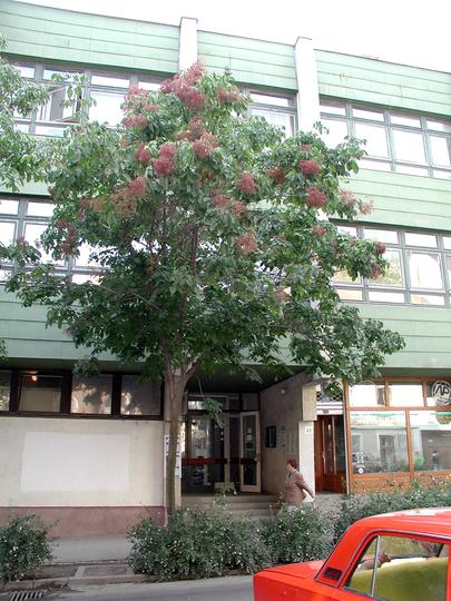 daniellii syn. Evodia daniellii (albero del miele)2 - Pistoia Verde