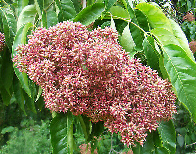 daniellii syn. Tetradium daniellii (albero del miele) - Pistoia Verde
