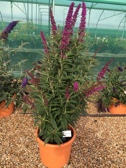 davidii Butterfly Towers ® 'Tobud1305' + f. - Pistoia Verde